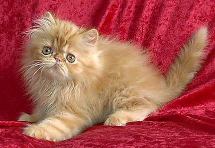 redtabby12wks1.jpg (42550 bytes)