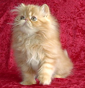 redtabby12wks1a.jpg (29536 bytes)