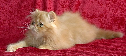 redtabby12wks1b.jpg (27762 bytes)