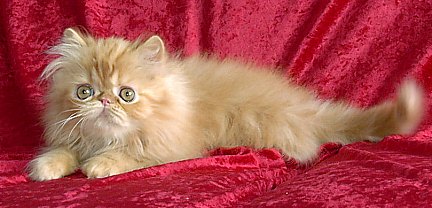 redtabby12wks2.jpg (31292 bytes)