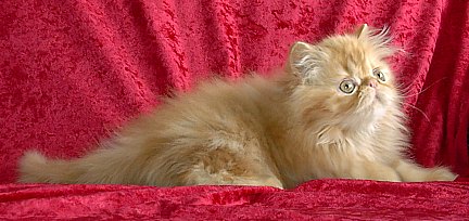 redtabby12wks2a.jpg (32687 bytes)