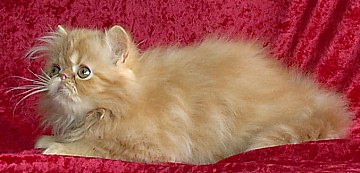 redtabby12wks2b.jpg (21868 bytes)