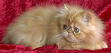redtabby12wks3.jpg (20348 bytes)