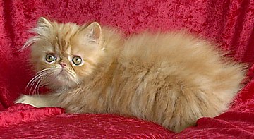 redtabby12wks5.jpg (25268 bytes)