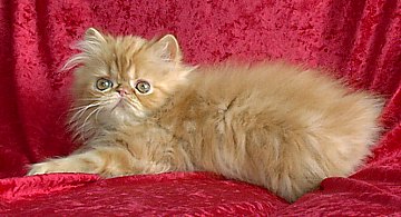 redtabby12wks6.jpg (25514 bytes)