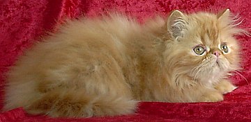 redtabby12wks6b.jpg (18398 bytes)