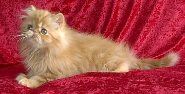 redtabby12wks8.jpg (24516 bytes)