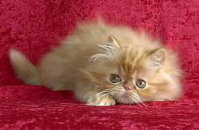 redtabby12wks8c.jpg (19076 bytes)