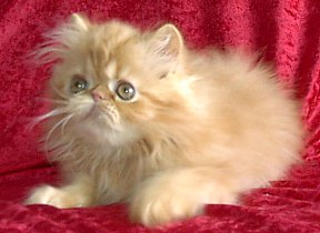 redtabby12wks9.jpg (16068 bytes)