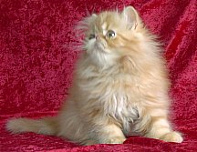 redtabby12wks9a.jpg (13587 bytes)