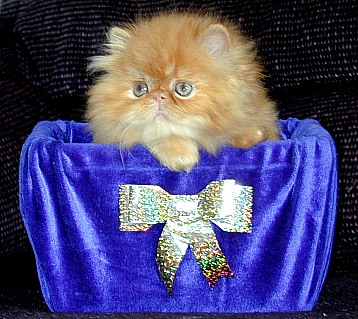 redtabby7wka2.jpg (59910 bytes)