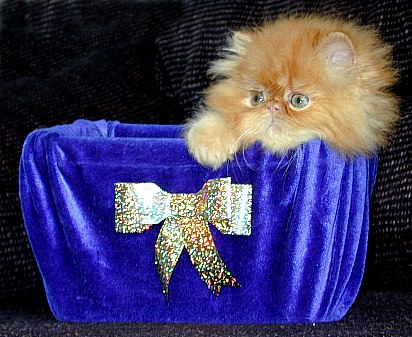 redtabby7wkb2.jpg (53513 bytes)