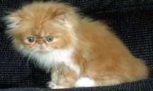 redwhite7weeks11.jpg (15286 bytes)