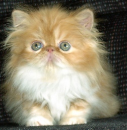 redwhite7weeks4.jpg (29534 bytes)