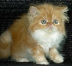 redwhite7weeks6.jpg (25534 bytes)