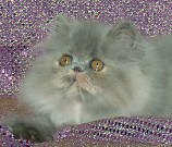 thumbbluecream13wks0.jpg (9446 bytes)