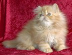 thumbredtabby12wks1.jpg (6248 bytes)