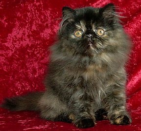 tortie13wks0.jpg (25958 bytes)
