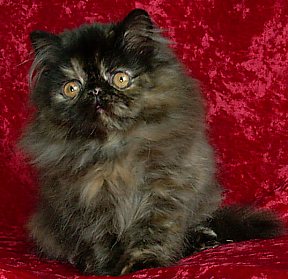 tortie13wks1a.jpg (24385 bytes)