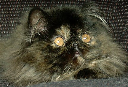 tortie16wks0.jpg (45154 bytes)