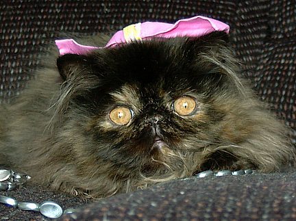 tortie16wks0a.jpg (45418 bytes)