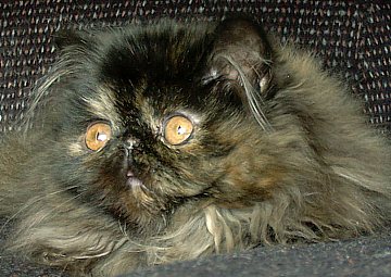 tortie16wks2.jpg (34367 bytes)