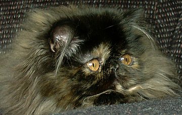 tortie16wks2a.jpg (28414 bytes)
