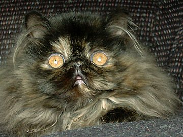 tortie16wks3.jpg (33532 bytes)