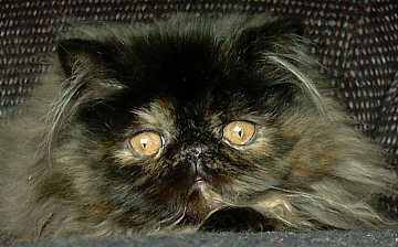 tortie16wks3a.jpg (26674 bytes)