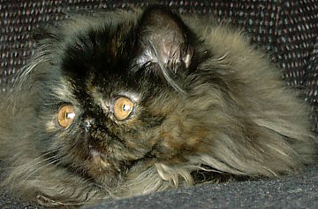 tortie16wks4.jpg (29209 bytes)