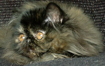 tortie16wks5.jpg (27341 bytes)