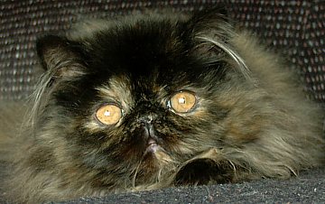 tortie16wks6.jpg (26194 bytes)
