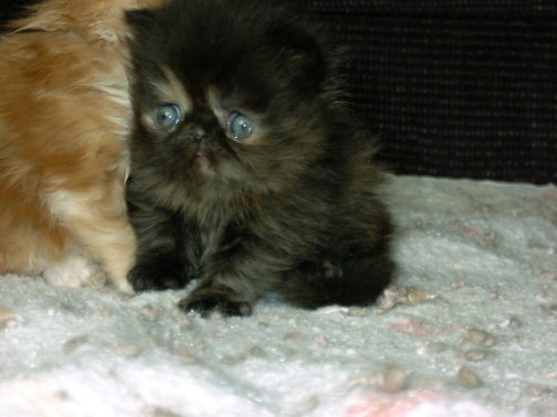 tortie3weeks9.jpg (51086 bytes)