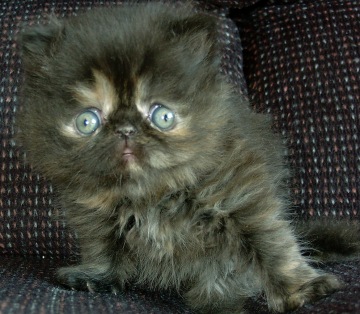 tortie4weeks22.jpg (50238 bytes)
