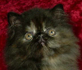 tortie9weeks.jpg (22907 bytes)