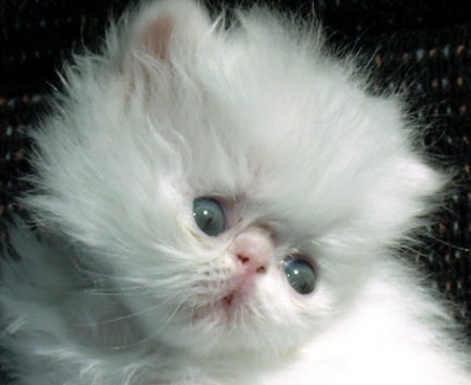 trashywhite4weeks22.jpg (35647 bytes)